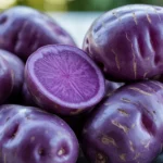 Why Purple Majesty potatoes lose color naturally